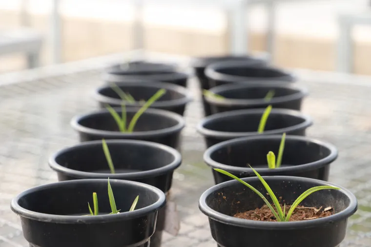 Foto: Walker Ribeiro/Governo do Tocantins